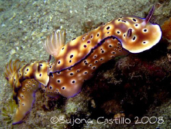 Nudi Tow - Taken while snorkelling in front of Pearl Farm... by Arthur Castillo 